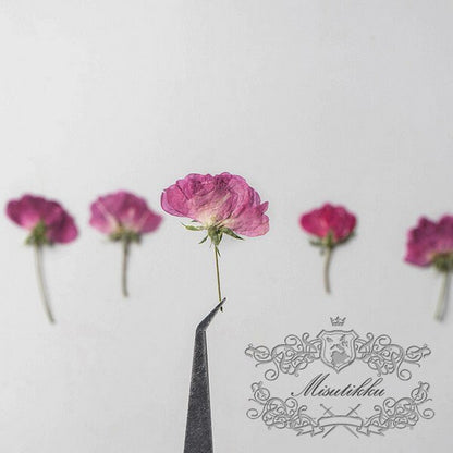 20 PCS/Set (4-6CM) Pressed Rose Dried Flower, Pink Rose Buds Flower, Dried Rose Pressed Flower, Pressed Rose, Real Dried Flower Roses Buds