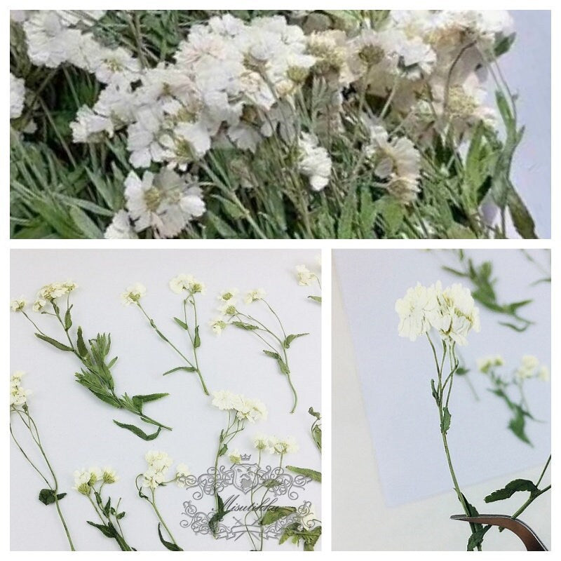 12 PCS Set (5-8CM) Pressed Dried Flowers, Flat Pressed White Flower, Dried Pressed White Flower Stems, Real Dried Ivory White Flower