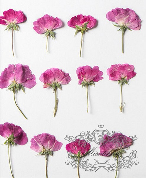 20 PCS/Set (4-6CM) Pressed Rose Dried Flower, Pink Rose Buds Flower, Dried Rose Pressed Flower, Pressed Rose, Real Dried Flower Roses Buds