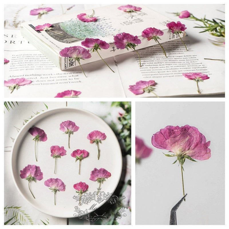 20 PCS/Set (4-6CM) Pressed Rose Dried Flower, Pink Rose Buds Flower, Dried Rose Pressed Flower, Pressed Rose, Real Dried Flower Roses Buds