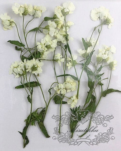 12 PCS Set (5-8CM) Pressed Dried Flowers, Flat Pressed White Flower, Dried Pressed White Flower Stems, Real Dried Ivory White Flower