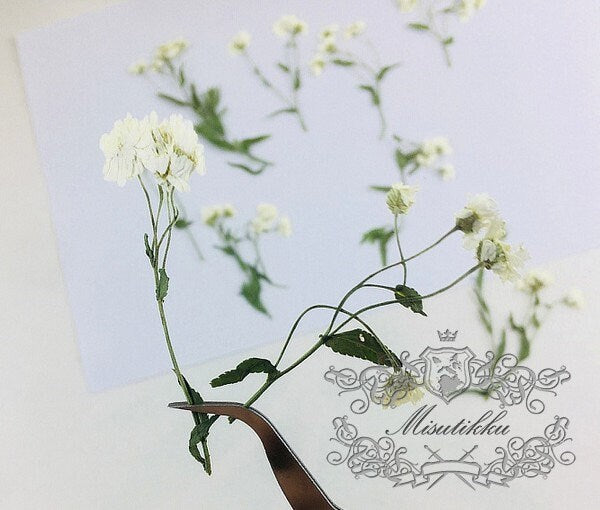 12 PCS Set (5-8CM) Pressed Dried Flowers, Flat Pressed White Flower, Dried Pressed White Flower Stems, Real Dried Ivory White Flower