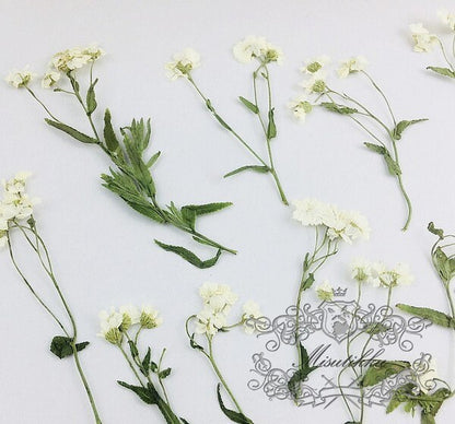 12 PCS Set (5-8CM) Pressed Dried Flowers, Flat Pressed White Flower, Dried Pressed White Flower Stems, Real Dried Ivory White Flower