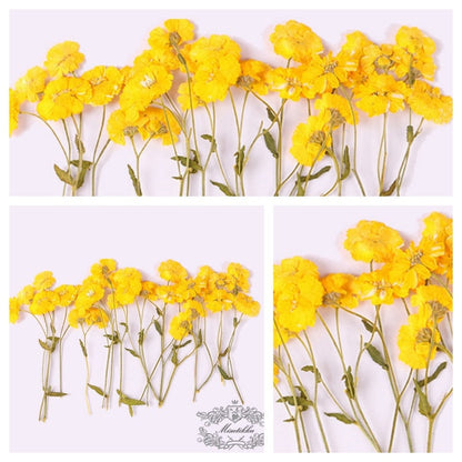 6 PCS Set (6-9CM) Dried Pressed Yellow Flower Stems, Real Pressed dried Flowers, Flat Pressed Flower, Preserved Yellow Dried Flower Stems