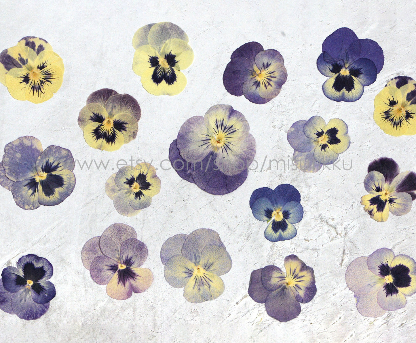 12 PCS Set (3-5CM) Real Pressed Flower Dried Pansy, Preserved Dried Viola Pansies Flower, Dried Pressed Pansy, Mixed Pressed Viola Flowers