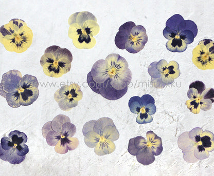 12 PCS Set (3-5CM) Real Pressed Flower Dried Pansy, Preserved Dried Viola Pansies Flower, Dried Pressed Pansy, Mixed Pressed Viola Flowers