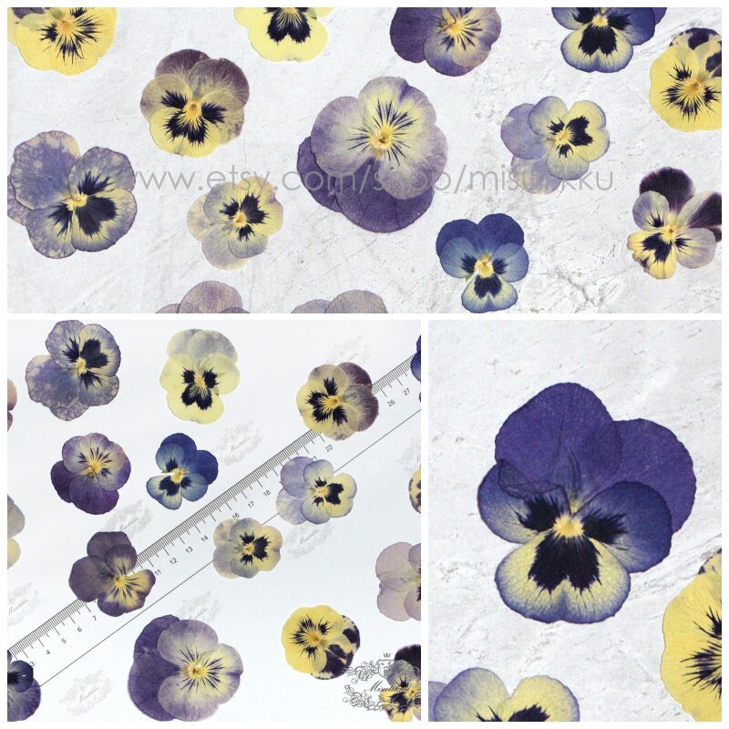 12 PCS Set (3-5CM) Real Pressed Flower Dried Pansy, Preserved Dried Viola Pansies Flower, Dried Pressed Pansy, Mixed Pressed Viola Flowers