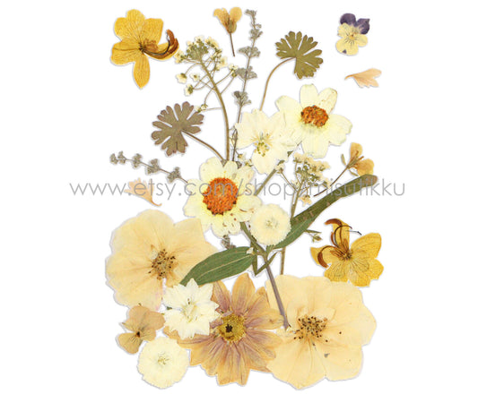 20 PC SAMPLE PACK Pressed Dried Flowers Mixed, Pressed White Dried Flowers Assorted, Preserved Dried Flowers, Real Pressed Flat Flowers