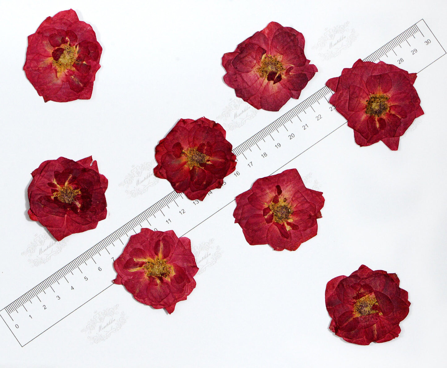 12 PCS/Set (3-6CM) Pressed Large Roses Flowers, Pressed Dried Red Roses, Real Dried Red Roses, Pressed Real Rose, Preserved Flat Rose Flower