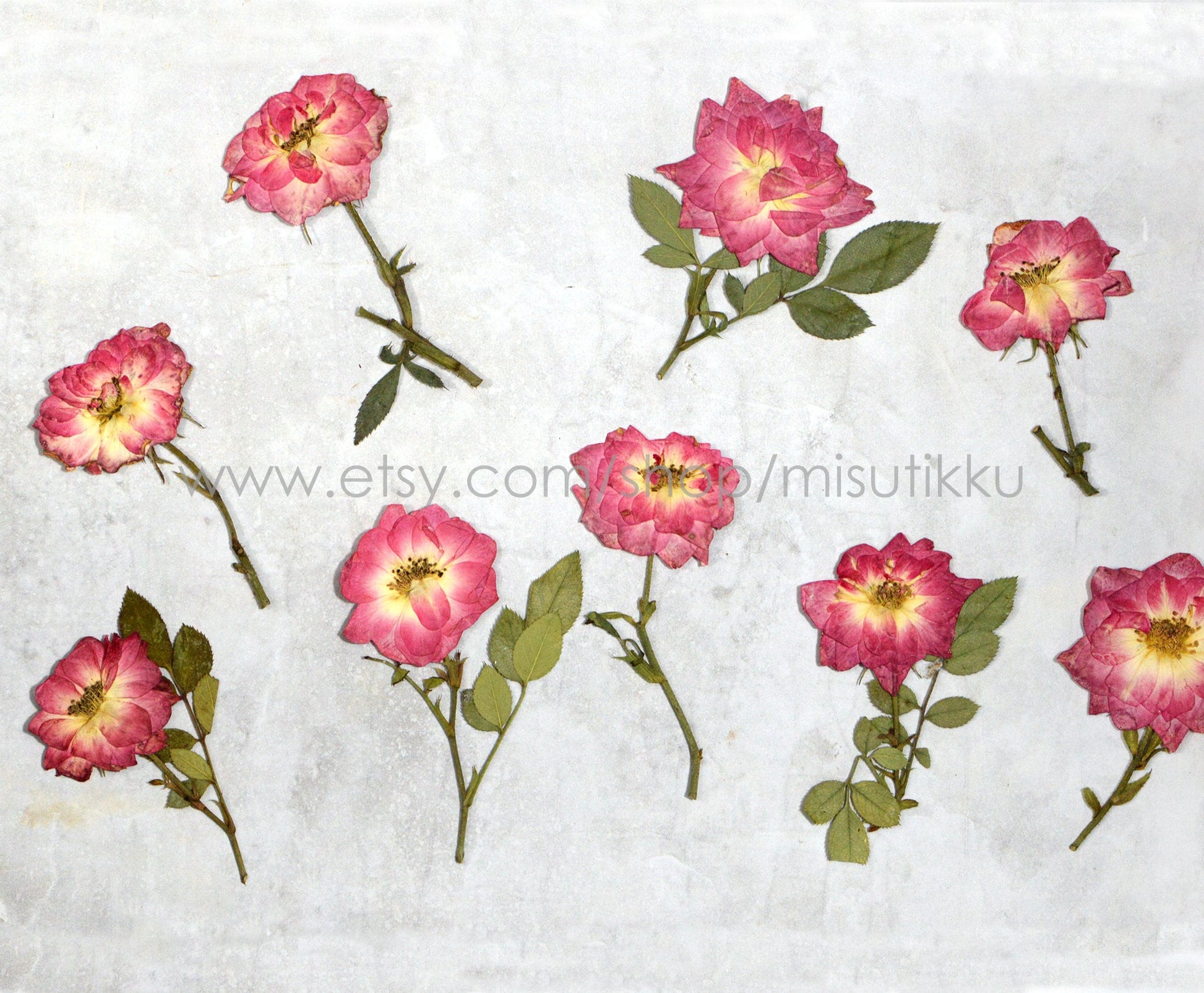 6 PCS Set (5-8CM) Pressed Red Rose Flower Stems, Pressed Dried Rose Flower Stems, Preserved Real Roses, Flat Pressed Rose Flowers Stems