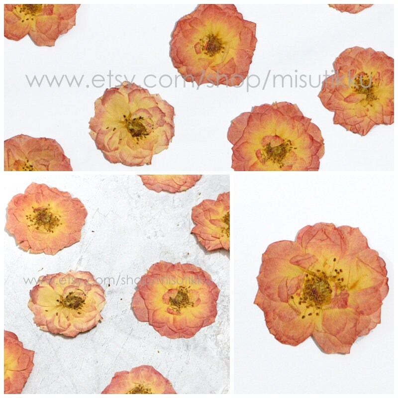 6 PCS/Set (5-7CM) Dried Pressed Roses Flowers, Pressed Pink Roses, Real Pink Dried Roses, Pressed Flat Rose, Preserved Rose Dried Flower