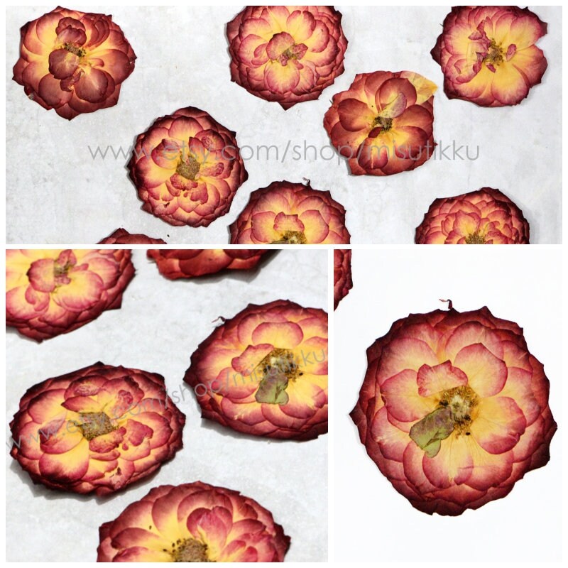 6 PCS/Set (5-8CM) Pressed Flowers Roses, Pressed Dried Large Rose Flower, Real Pressed Red Rose, Dried Real Rose, Preserved Rose Flat Flower