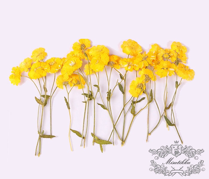 6 PCS Set (6-9CM) Dried Pressed Yellow Flower Stems, Real Pressed dried Flowers, Flat Pressed Flower, Preserved Yellow Dried Flower Stems