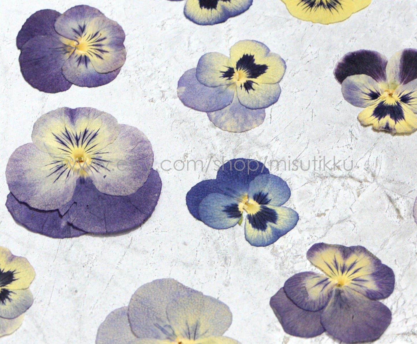 12 PCS Set (3-5CM) Real Pressed Flower Dried Pansy, Preserved Dried Viola Pansies Flower, Dried Pressed Pansy, Mixed Pressed Viola Flowers