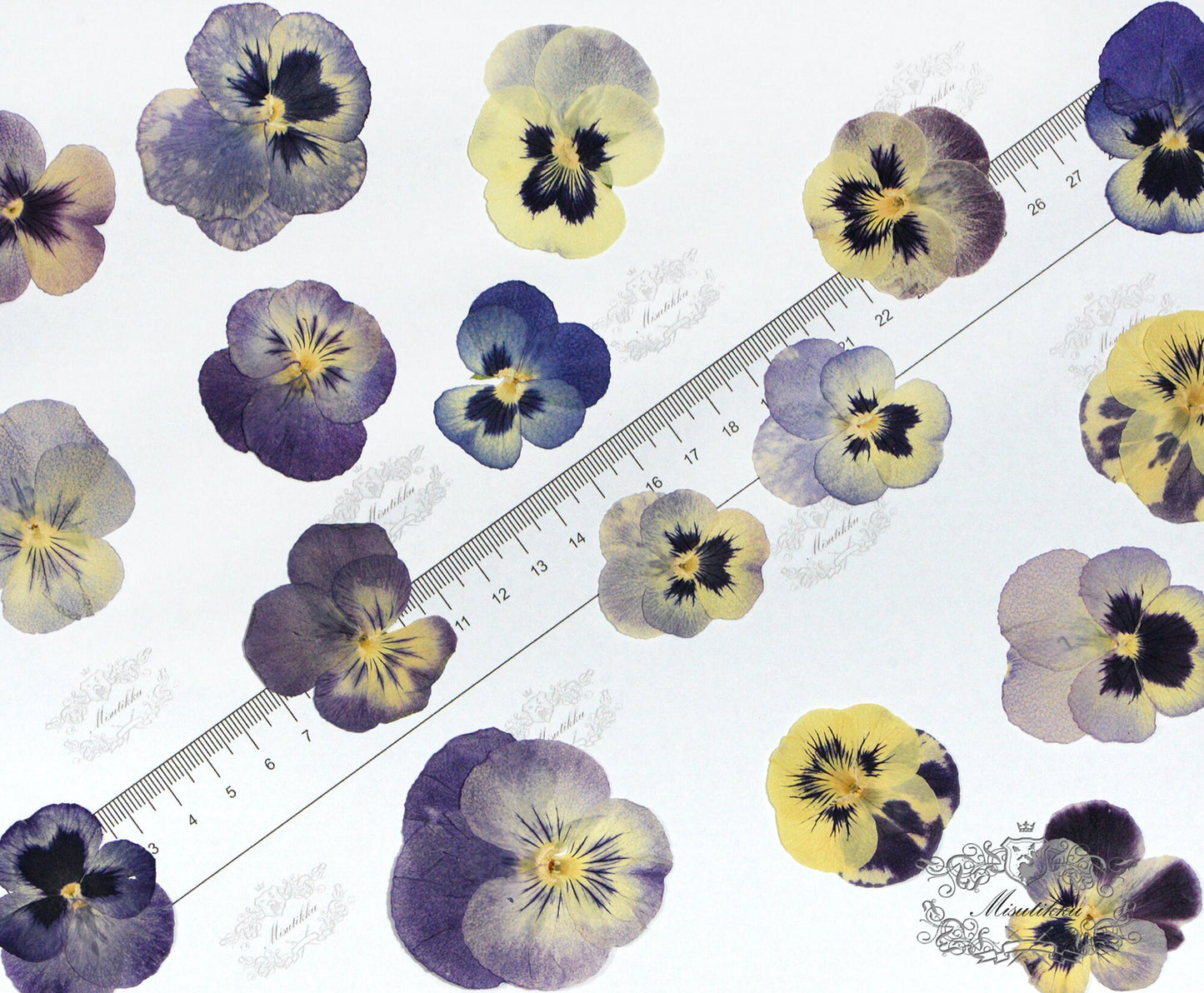 12 PCS Set (3-5CM) Real Pressed Flower Dried Pansy, Preserved Dried Viola Pansies Flower, Dried Pressed Pansy, Mixed Pressed Viola Flowers