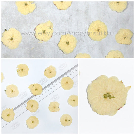 20 PCS/Set (3.5-5CM) Pressed Roses Flowers, Pressed White Roses, Ivory White Dried Roses, Real White Rose for wedding, Dried Rose Flower