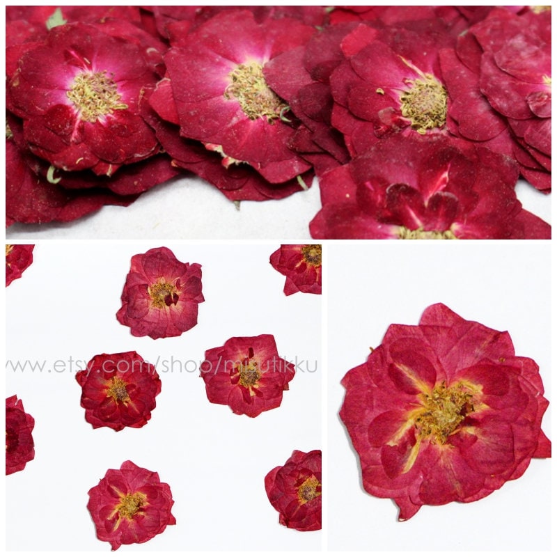 12 PCS/Set (3-6CM) Pressed Large Roses Flowers, Pressed Dried Red Roses, Real Dried Red Roses, Pressed Real Rose, Preserved Flat Rose Flower