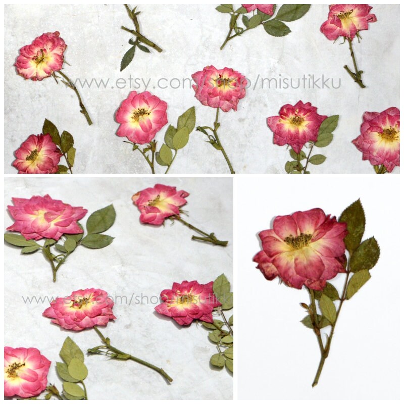 6 PCS Set (5-8CM) Pressed Red Rose Flower Stems, Pressed Dried Rose Flower Stems, Preserved Real Roses, Flat Pressed Rose Flowers Stems