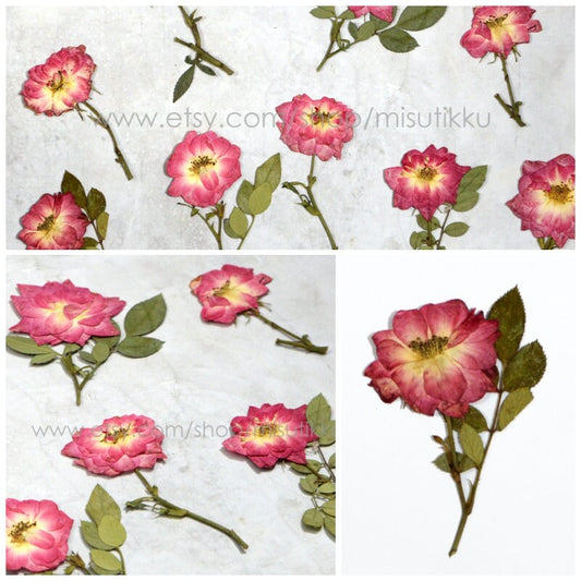 6 PCS Set (5-8CM) Pressed Red Rose Flower Stems, Pressed Dried Rose Flower Stems, Preserved Real Roses, Flat Pressed Rose Flowers Stems