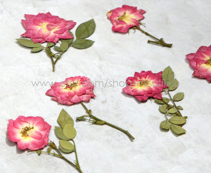 6 PCS Set (5-8CM) Pressed Red Rose Flower Stems, Pressed Dried Rose Flower Stems, Preserved Real Roses, Flat Pressed Rose Flowers Stems