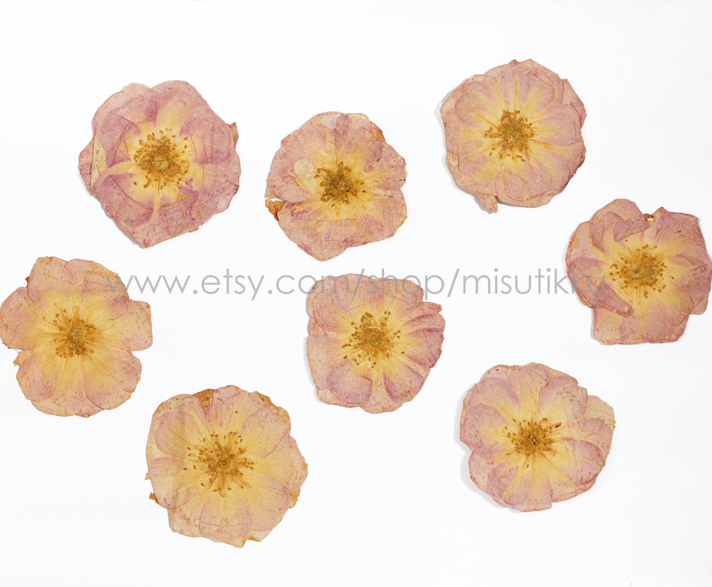 6 PCS/Set (5-7CM) Pressed Dried Roses Flowers, Pressed Pink Dried Roses, Real Ivory Pink Roses, Preserved Flat Rose, Preserved Rose Flower