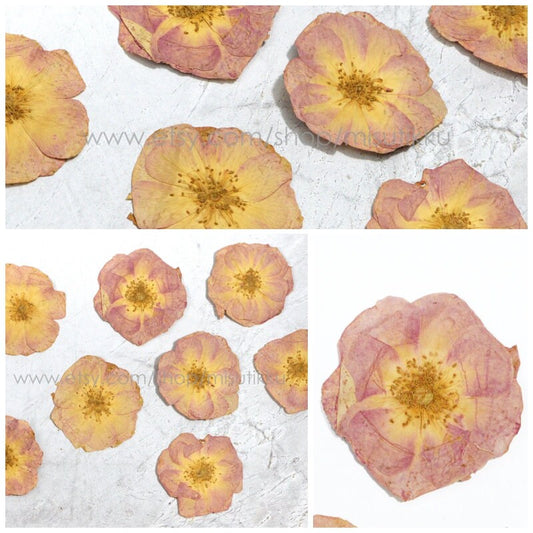 6 PCS/Set (5-7CM) Pressed Dried Roses Flowers, Pressed Pink Dried Roses, Real Ivory Pink Roses, Preserved Flat Rose, Preserved Rose Flower