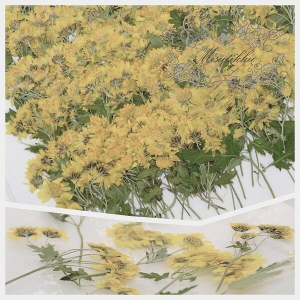 20 PCS Pack Dried Pressed Flower Stems, Pressed Dried Yellow Daisy Flower, Flat Pressed Daisy flower Stems, Real Dry Pressed Flower Daisies