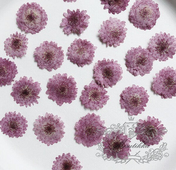 20 PCS Set (3-4CM) Pressed Purple Flowers, Pressed Dried Purple Flowers, Perseveration Flat Flower, Pressed Dry Flowers, Real Dried Flowers