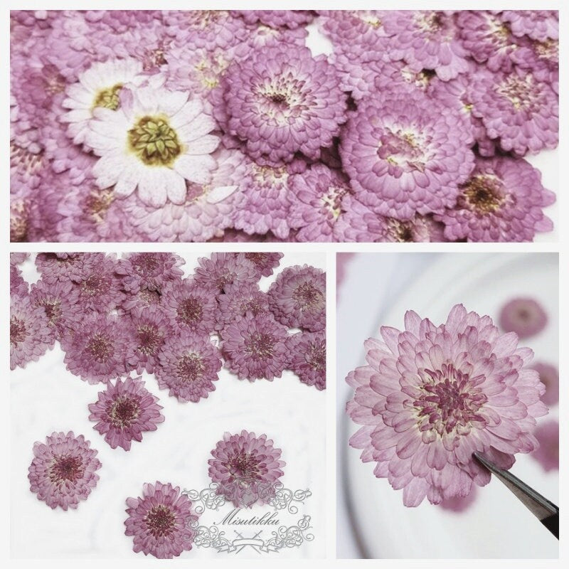 20 PCS Set (3-4CM) Pressed Purple Flowers, Pressed Dried Purple Flowers, Perseveration Flat Flower, Pressed Dry Flowers, Real Dried Flowers