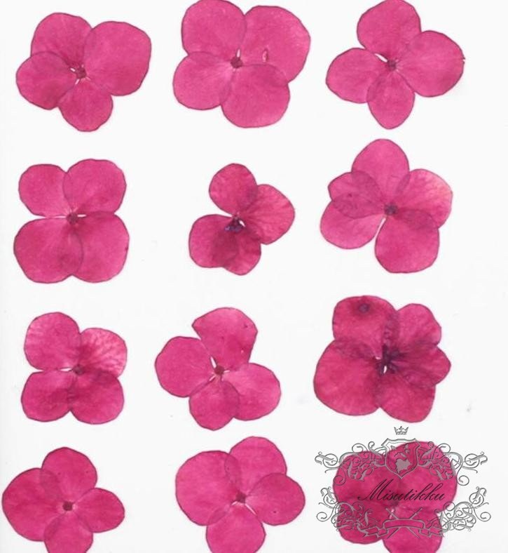 20 PCS/Set (2-3CM) Pressed Dried Flower, Pressed Hydrangea Flower, Hot Pink Dried Hydrangea Flower, Real Hydrangea Flowers, Pink Flat Flower