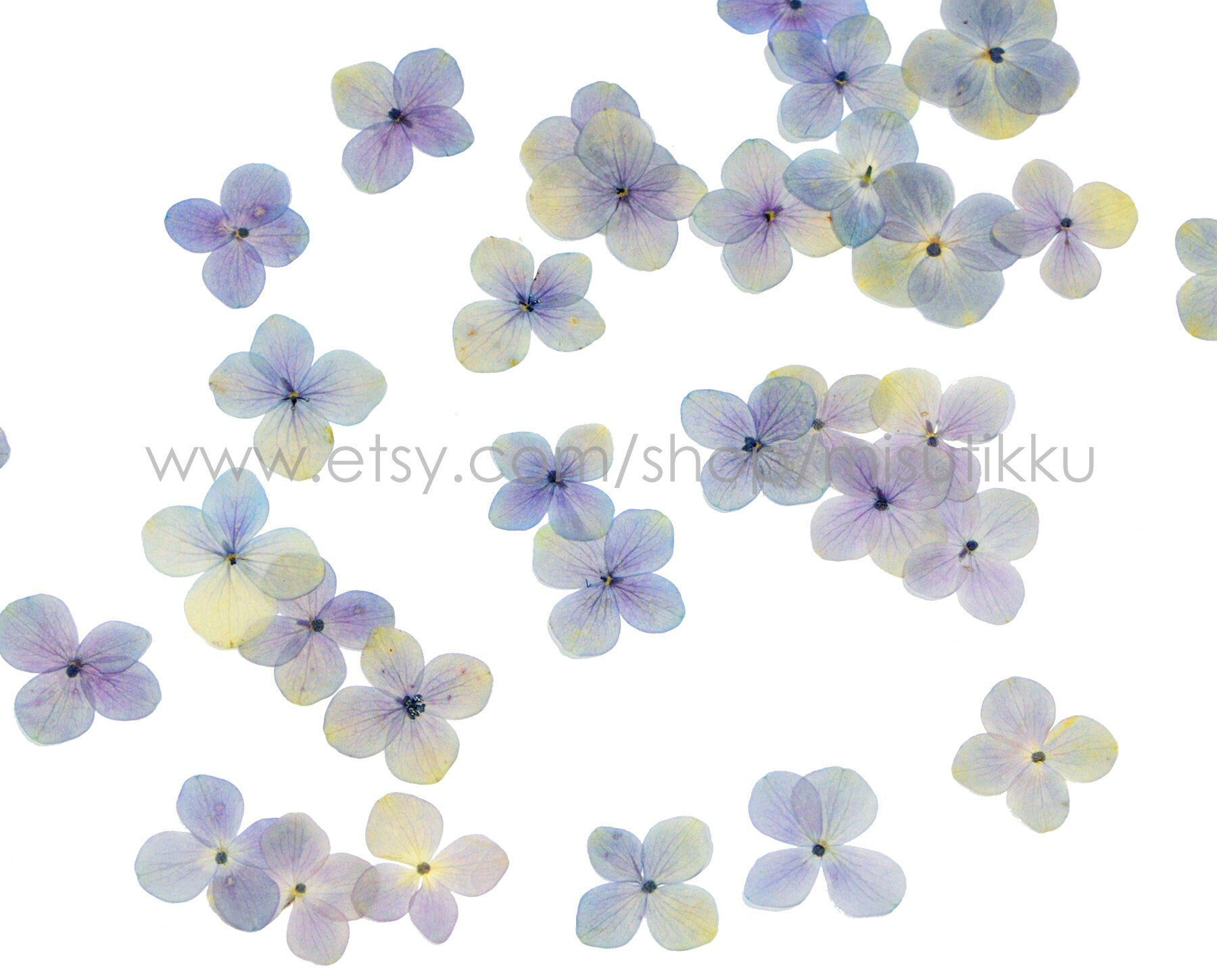 20 PCS Set (2.5-4CM) Pressed Hydrangea Dried Flowers, Natural Dried Hydrangea Blue Flowers, Perseveration Flowers, Pressed Dried Flat Flower