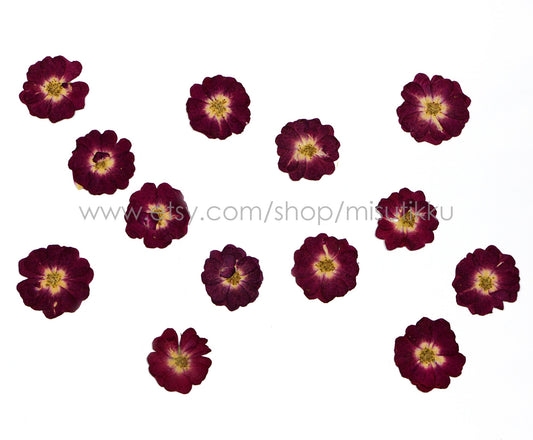 12 PCS/Set (3-4CM) Pressed Rose Flowers, Real Dried Roses, Pressed Burgundy Red Rose Flowers, Real Flat Rose, Pressed Rose Dried Flowers,