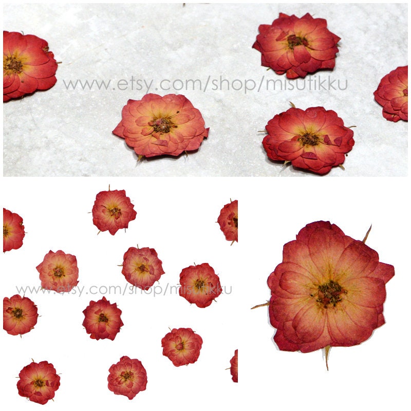 20 PCS/Set (3.5-5CM) Pressed Roses, Dried Rose Flowers, Pressed Dried Flowers, Red Rose Dried Flowers, Pressed Real Roses, Flat Rose Flower