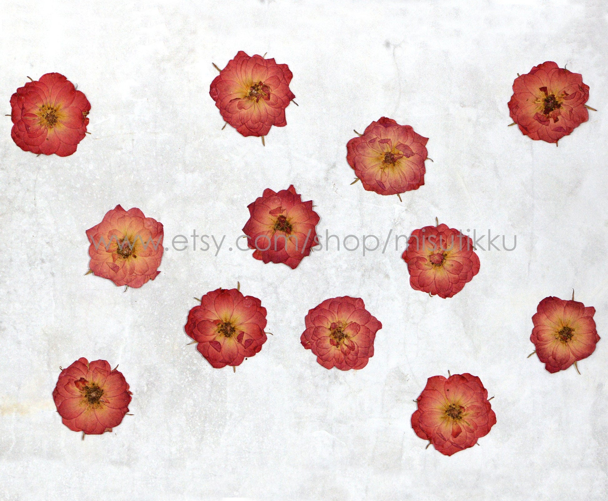 20 PCS/Set (3.5-5CM) Pressed Roses, Dried Rose Flowers, Pressed Dried Flowers, Red Rose Dried Flowers, Pressed Real Roses, Flat Rose Flower