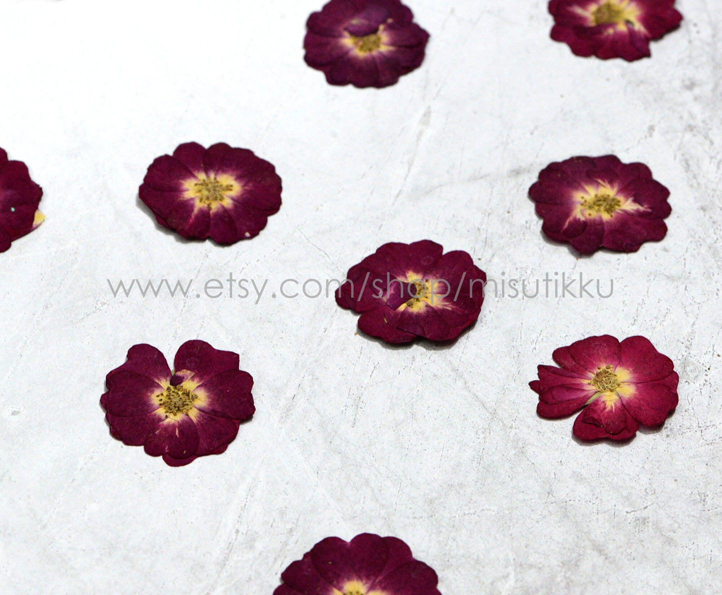 12 PCS/Set (3-4CM) Pressed Rose Flowers, Real Dried Roses, Pressed Burgundy Red Rose Flowers, Real Flat Rose, Pressed Rose Dried Flowers,