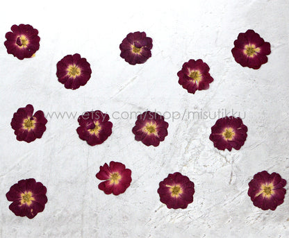 12 PCS/Set (3-4CM) Pressed Rose Flowers, Real Dried Roses, Pressed Burgundy Red Rose Flowers, Real Flat Rose, Pressed Rose Dried Flowers,