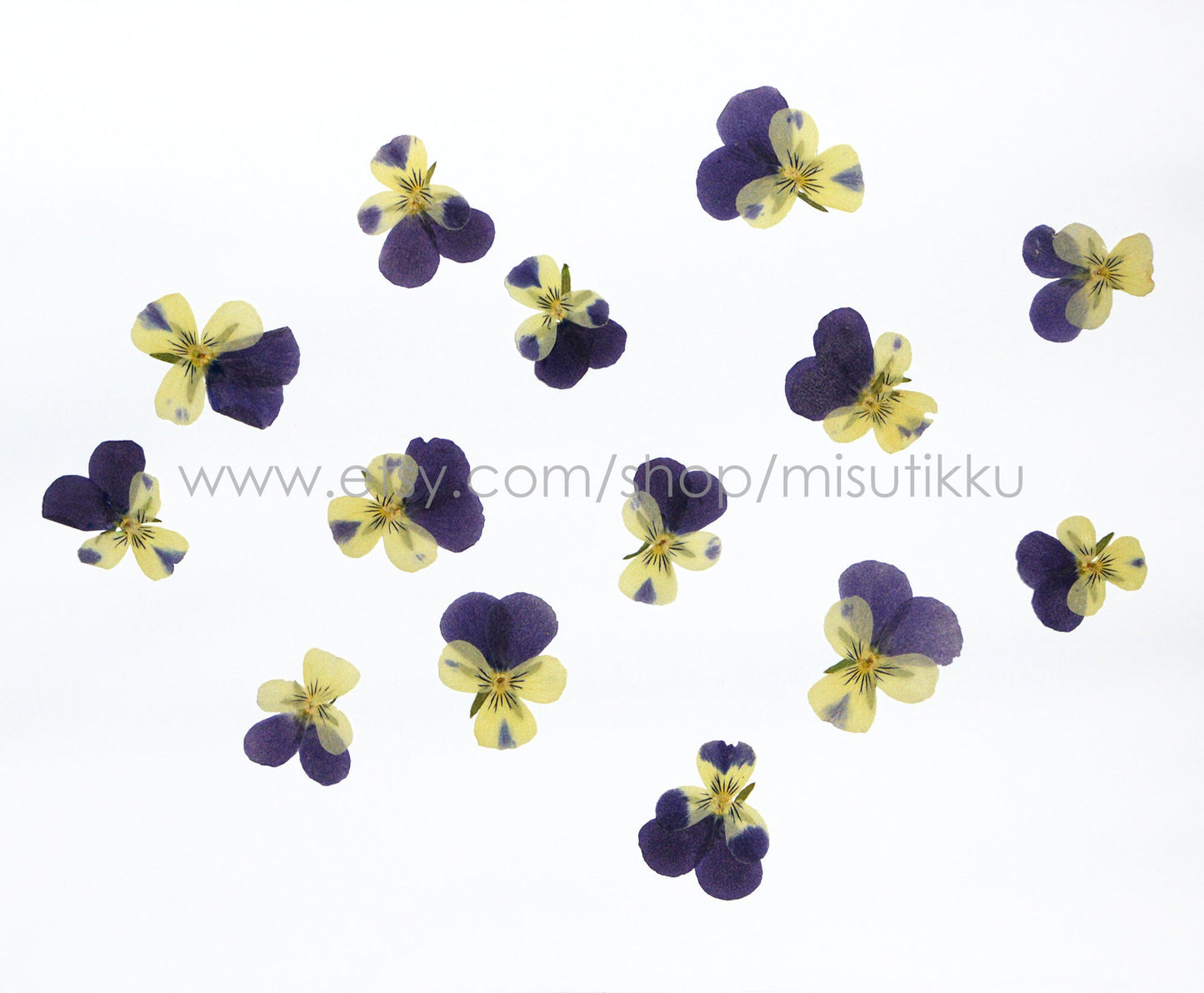 12 PCS set (2-3CM) Pressed Dried Pansy Flowers, Pressed Dried Pansies, Pressed Blue Viola Flower, Real Pressed Viola Pansy, Dried Flat Pansy