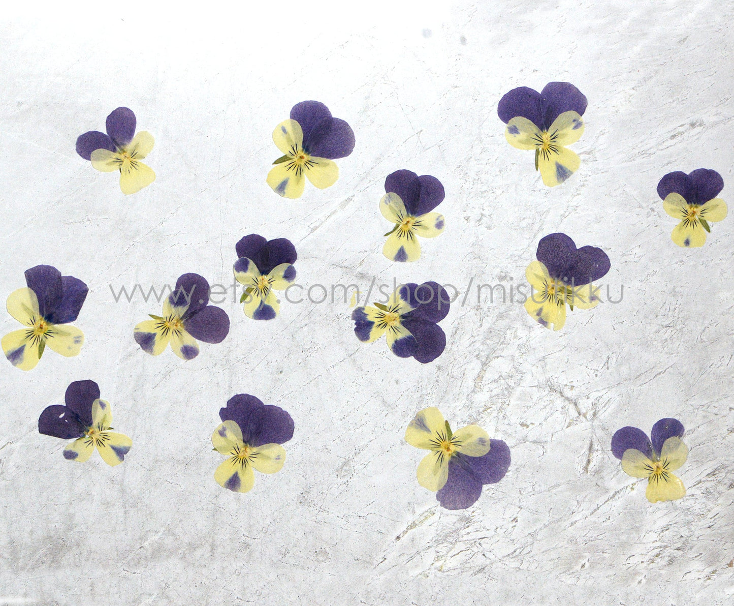 12 PCS set (2-3CM) Pressed Dried Pansy Flowers, Pressed Dried Pansies, Pressed Blue Viola Flower, Real Pressed Viola Pansy, Dried Flat Pansy