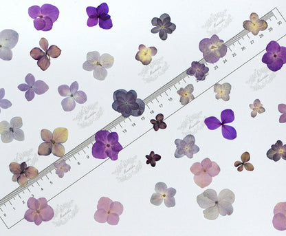 20 PCS (1-3.5CM) Mixed Pressed Purple Hydrangea Flowers, Pressed Dried Hydrangea Flowers, Pressed Real Flat Flower, Pressed Hydrangea Flower