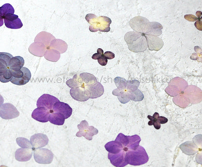 20 PCS (1-3.5CM) Mixed Pressed Purple Hydrangea Flowers, Pressed Dried Hydrangea Flowers, Pressed Real Flat Flower, Pressed Hydrangea Flower