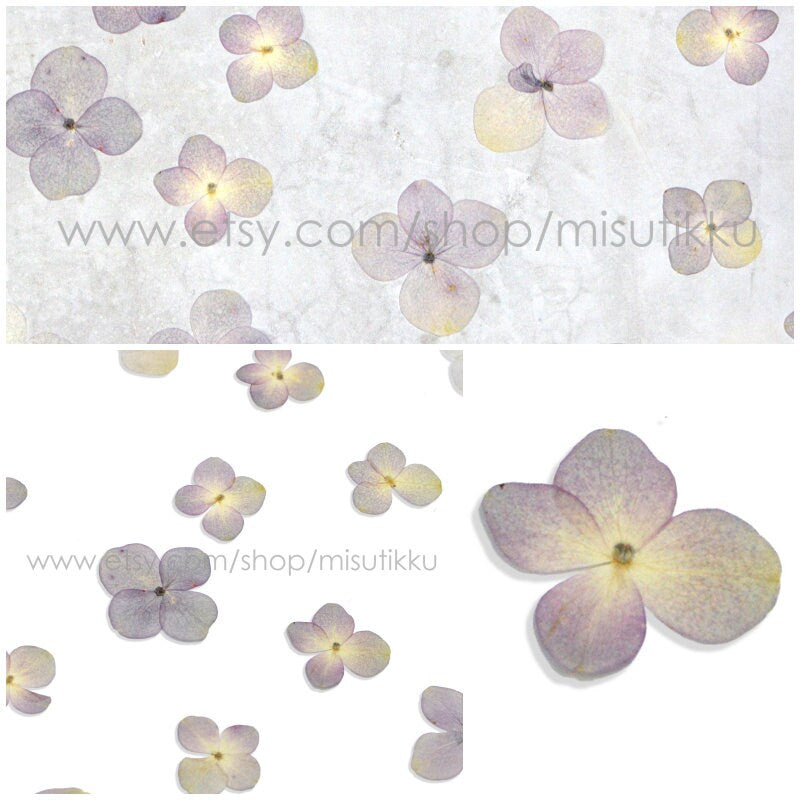 20 PCS Set (2-3CM) Pressed Dried Flower, Dark Purple Hydrangea Flower, Dried Real Flower, Pressed flat Flowers Preserved Hydrangea Flowers