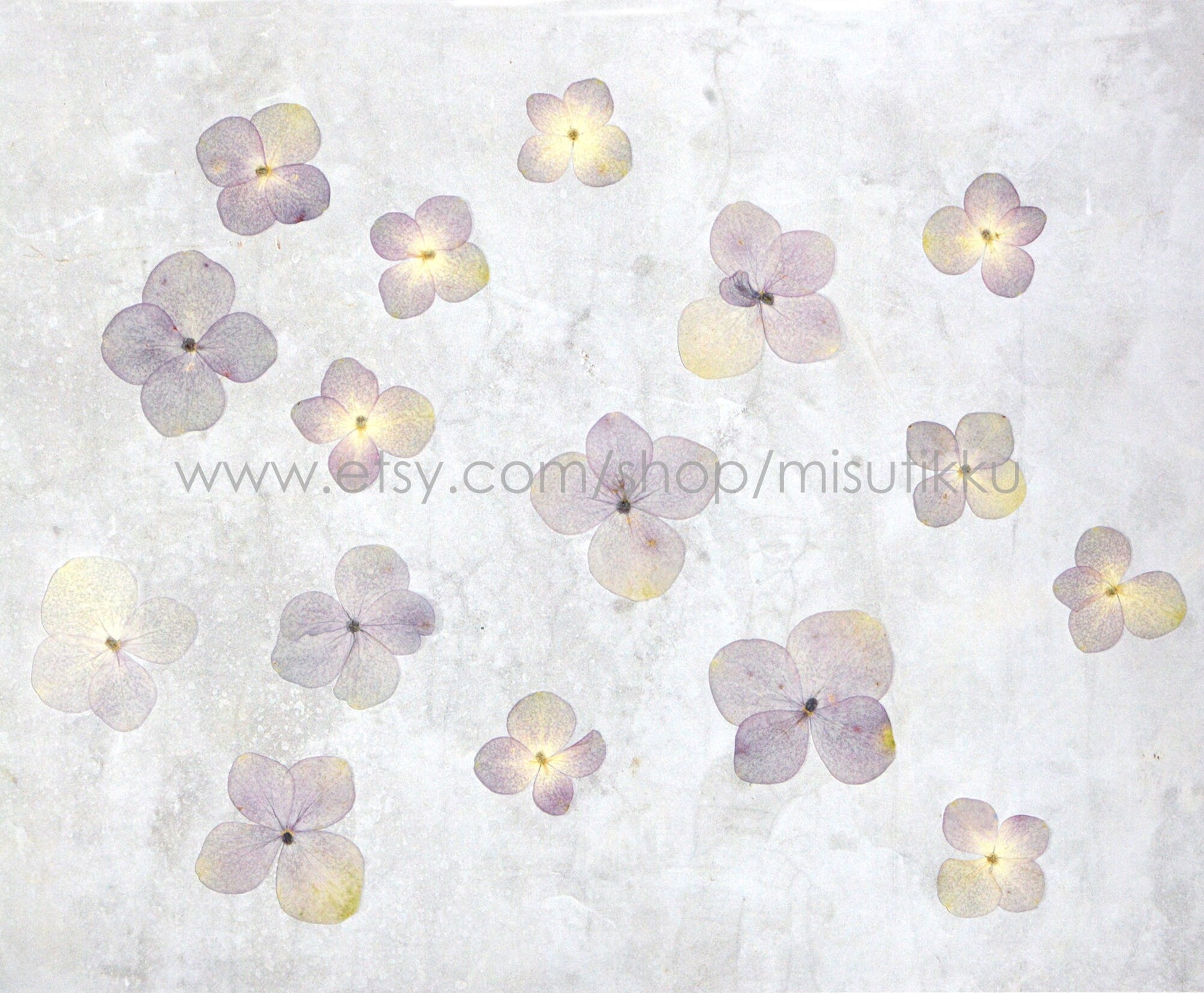 20 PCS Set (2-3CM) Pressed Dried Flower, Dark Purple Hydrangea Flower, Dried Real Flower, Pressed flat Flowers Preserved Hydrangea Flowers