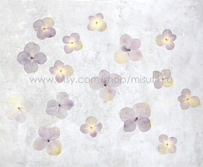 20 PCS Set (2-3CM) Pressed Dried Flower, Dark Purple Hydrangea Flower, Dried Real Flower, Pressed flat Flowers Preserved Hydrangea Flowers