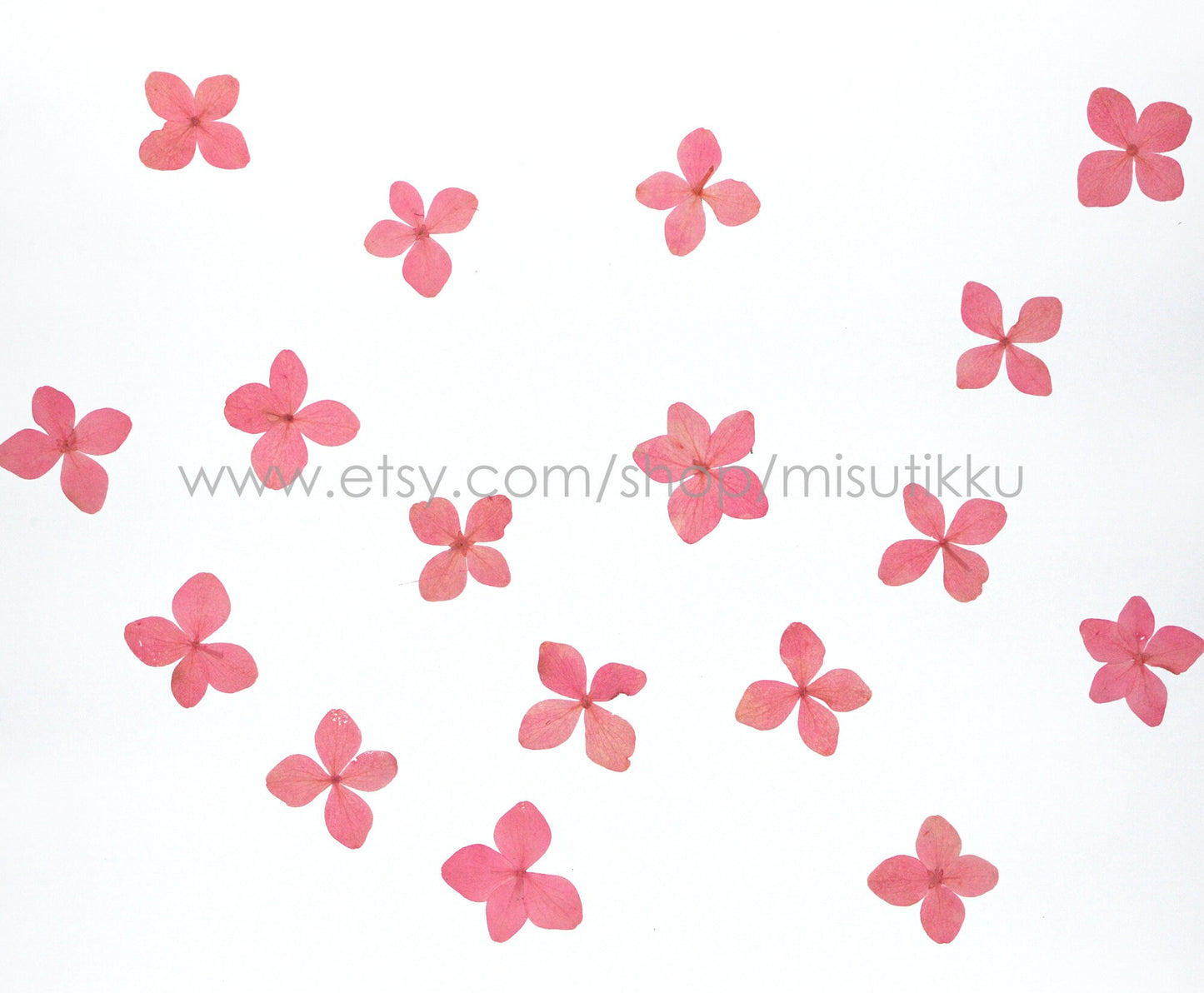 12 PCS/Set (2-3CM) Pressed Pink Flower, Pressed Hydrangea Dried Flower, Dried Hydrangea Flower, Real Hydrangea Flowers, Pink Flat Flower