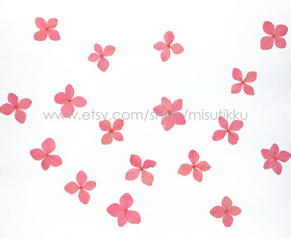 12 PCS/Set (2-3CM) Pressed Pink Flower, Pressed Hydrangea Dried Flower, Dried Hydrangea Flower, Real Hydrangea Flowers, Pink Flat Flower