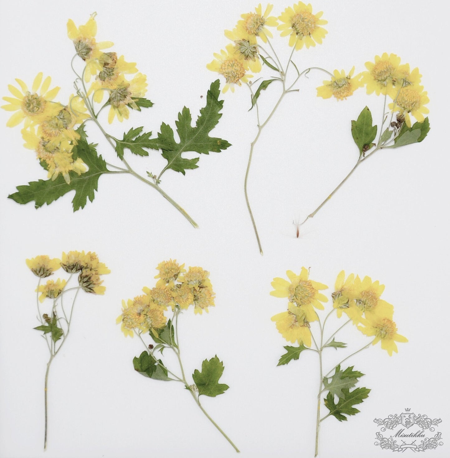 20 PCS Pack Dried Pressed Flower Stems, Pressed Dried Yellow Daisy Flower, Flat Pressed Daisy flower Stems, Real Dry Pressed Flower Daisies