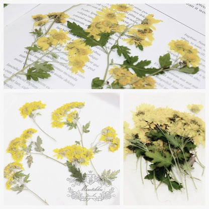 20 PCS Pack Dried Pressed Flower Stems, Pressed Dried Yellow Daisy Flower, Flat Pressed Daisy flower Stems, Real Dry Pressed Flower Daisies