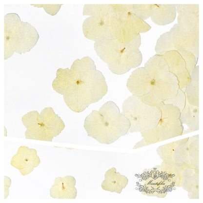 20 PCS Set (2-3CM) Pressed Dried Hydrangea Flower, Ivory White Hydrangea Dried Pressed Hydrangea Real Flat Flowers, Pressed Hydrangea Flower