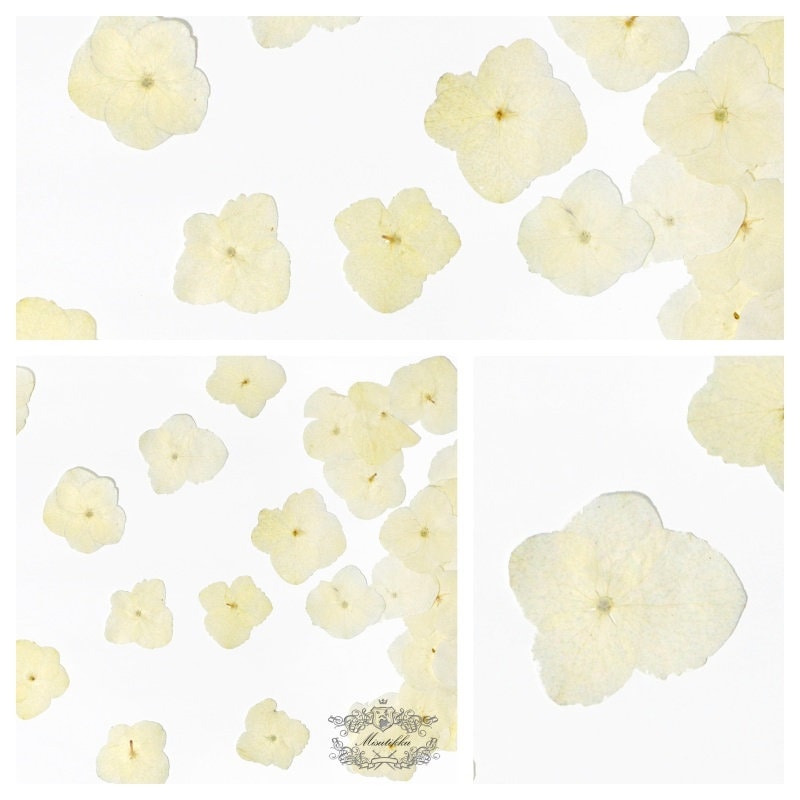 20 PCS Set (2-3CM) Pressed Dried Hydrangea Flower, Ivory White Hydrangea Dried Pressed Hydrangea Real Flat Flowers, Pressed Hydrangea Flower