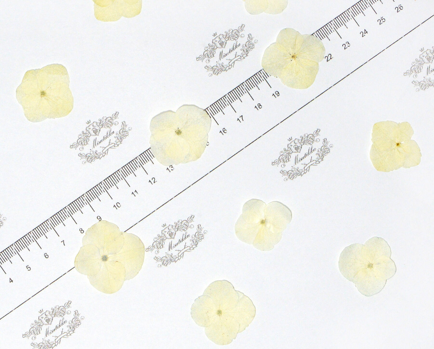 20 PCS Set (2-3CM) Pressed Dried Hydrangea Flower, Ivory White Hydrangea Dried Pressed Hydrangea Real Flat Flowers, Pressed Hydrangea Flower